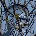Spiegelnder Metallschädel zwischen kahlen Ästen mit gelben Blättern vor blauem Himmel | Reflective metal skull among bare branches with yellow leaves against blue sky