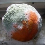 Orange mit grün-weißem Schimmelbefall auf hellem Untergrund | Orange covered with green-white mold on a light surface