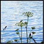 Doldenblüten und Gräser vor blau glitzerndem Wasser | Umbel flowers and grasses against blue shimmering water