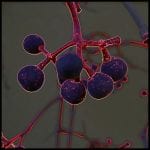 Dunkelviolette Kugeln an rot leuchtenden Ästen, mikroskopartige Digitalkunst | Dark violet spheres on glowing red branches, microscopic-style digital art