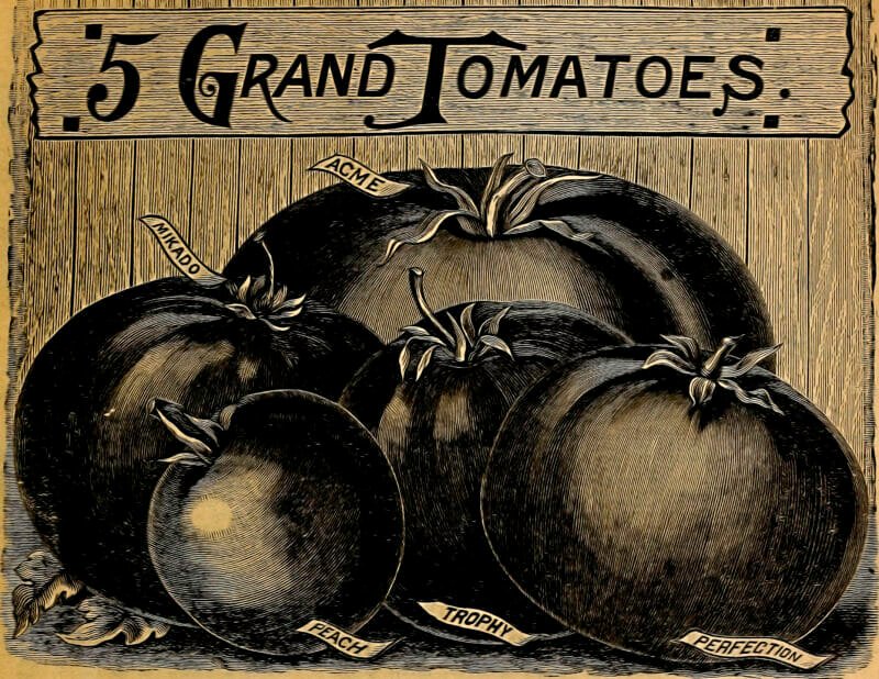 Mehr über den Artikel erfahren 5 Grand Tomatoes