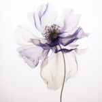 Transparente Anemone mit lila Adern und dunklem Stempel auf weißem Grund | Transparent anemone with purple veins and dark pistil on white background