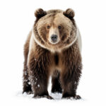 Braunbär steht frontal im Schnee, dichtes braunes Fell, weißer Hintergrund | Brown bear standing frontal in snow, thick brown fur, white background