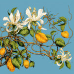 Botanische Illustration: Rankenpflanze mit weißen Blüten und gelben Früchten auf Blau | Botanical illustration: climbing plant with white flowers and yellow fruits on blue background