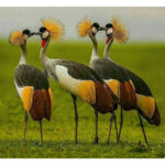 Vier Graukronenkraniche mit goldenen Federkronen stehen auf grüner Wiese | Four grey crowned cranes with golden feather crowns standing on green meadow