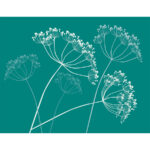 Stilisierte Doldenblüten in Weiß und Grau auf türkisem Hintergrund | Stylized umbel flowers in white and grey on teal background