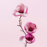 Magnolien-Zweig mit drei rosa-weißen Blüten vor zartrosa Hintergrund | Magnolia branch with three pink-white blossoms against soft pink background