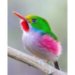 Kubanischer Tody auf Ast: grünes Gefieder, roter Kehlfleck, rosa Bauch, oranger Schnabel | Cuban tody perched on branch: green plumage, red throat patch, pink belly, orange beak