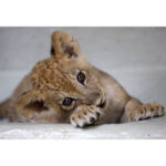 Junges Löwenbaby liegt entspannt auf hellem Untergrund und schaut direkt in die Kamera | Young lion cub lying relaxed on light surface, looking directly into the camera