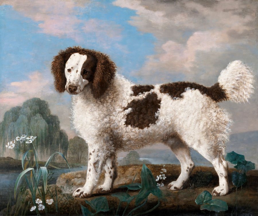 Mehr über den Artikel erfahren Brauner und weißer Norfolk oder Wasserspaniel (1778) Gemälde in hoher Auflösung von George Stubbs. Original aus der Yale University Art Gallery.