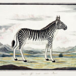 Historische Naturillustration: Zebra in Seitenansicht vor afrikanischer Berglandschaft | Historic natural history illustration: zebra in side view before African mountain landscape