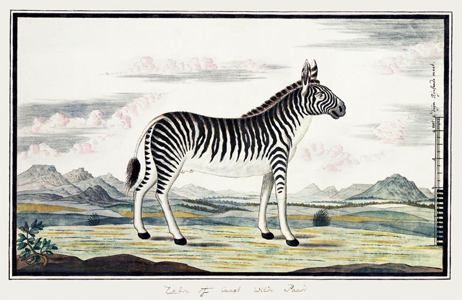 Mehr über den Artikel erfahren Equus zebra