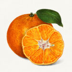 Botanische Illustration: ganze Mandarine mit Blatt und aufgeschnittene Hälfte | Botanical illustration: whole mandarin with leaf and cut half showing segments