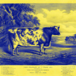 Viktorianischer Kupferstich einer Preizkuh in Blau-Gelb, „Lady Fragrant" | Victorian engraving of prize cow "Lady Fragrant" in blue and yellow duotone
