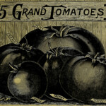 Vintage Holzschnitt-Illustration: 5 Tomatensorten – Acme, Mikado, Peach, Trophy, Perfection | Vintage woodcut illustration: 5 tomato varieties – Acme, Mikado, Peach, Trophy, Perfection